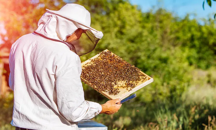 Arı Sütü Üretimi ve Ana Arı Yetiştiriciliği Kursu