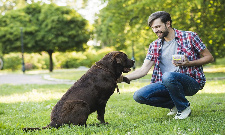 Köpek Eğitimi