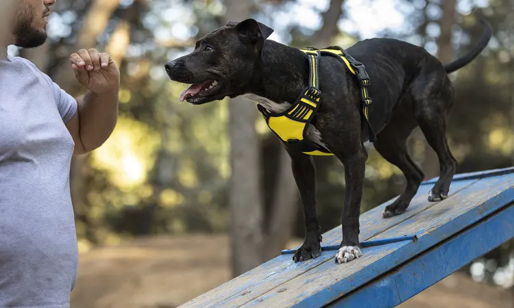 Köpek Eğitmenliği Kursu