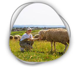 Sertifikalı Sürü Yönetimi Eğitimi (Çobanlık Eğitimi)